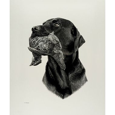 Labrador and Partridge by Keith Sykes