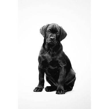 Labrador Puppy Sitting by Keith Sykes
