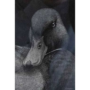 Mallard by Keith Sykes