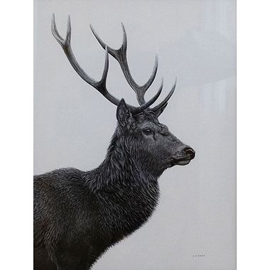Red Stag by Keith Sykes
