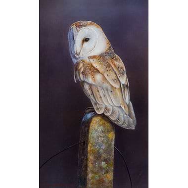 Barn Owl by W.A. Westwood