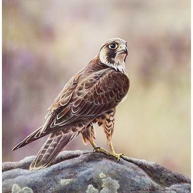 Falcon by W.A. Westwood
