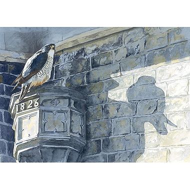 Church Peregrine by Ian Rendall