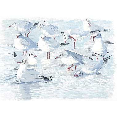 Pool Party - Black-Headed Gulls by Ian Rendall