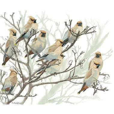 Waxwings by Ian Rendall