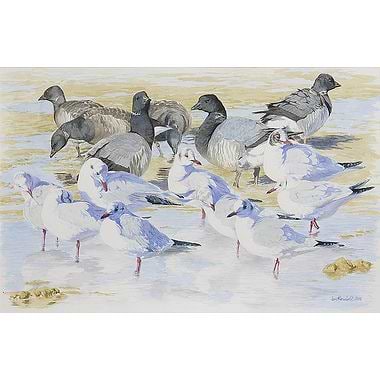 Brent Geese and Black Headed Gulls by Ian Rendall