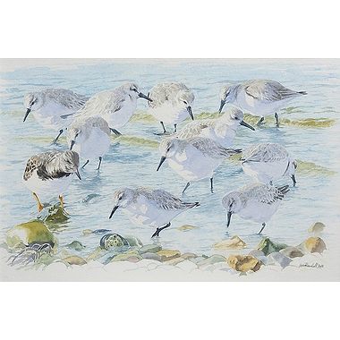 Sanderling and Turnstone by Ian Rendall