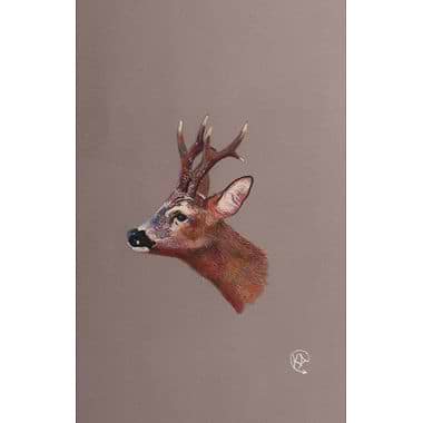 Roe back Pastel  by Kevin Alderson- Smith