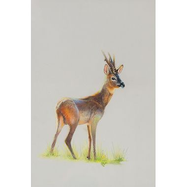 Roe Buck in Summer Coat by Kevin Alderson-Smith