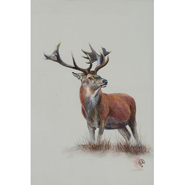 Royal Stag by Kevin Alderson-Smith