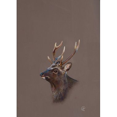 Sika Deer by Kevin Alderson-Smith