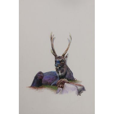 Sika Having a Break by Kevin Alderson-Smith