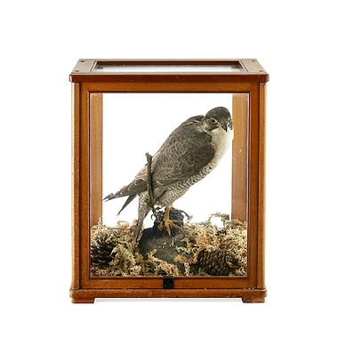 Taxidermy Peregrine Falcon and Pheasant