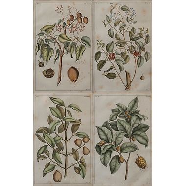 The British Herbal by John Hill (1716 – 1775)
