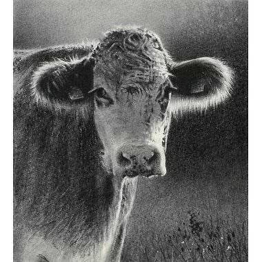 The Nosey One by Philip Edwards