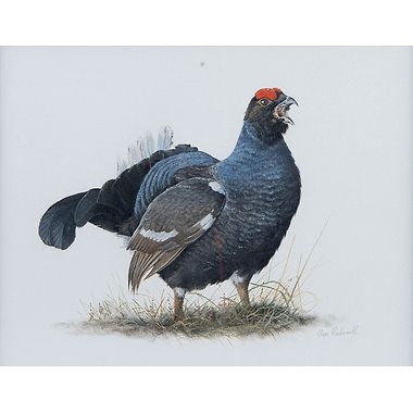 Black Grouse by Glyn Rushworth