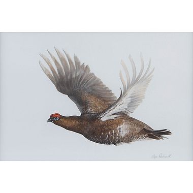 Red Grouse in Flight by Glyn Rushworth