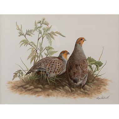 English Partridge and Hog Weed by Glyn Rushworth