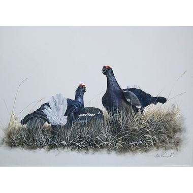 Black Grouse at the Lek by Glyn Rushworth