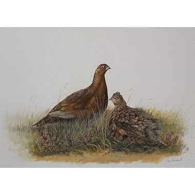 Red Grouse by Glyn Rushworth