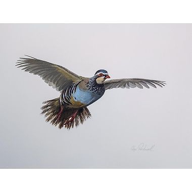 Red Leg Partridge by Glyn Rushworth