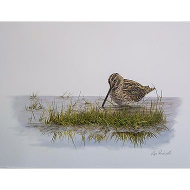 Snipe by Glyn Rushworth