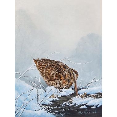 Woodcock by Glyn Rushworth