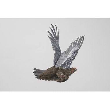 Flying Grouse by Glyn Rushworth