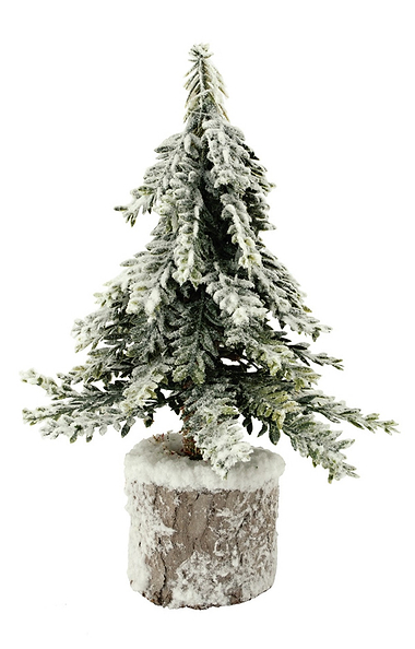 Weeping Spruce