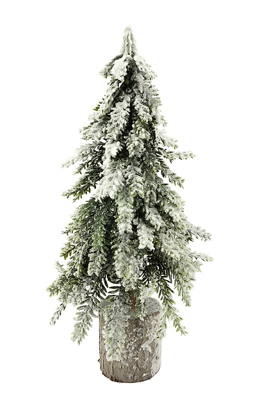 Weeping Spruce