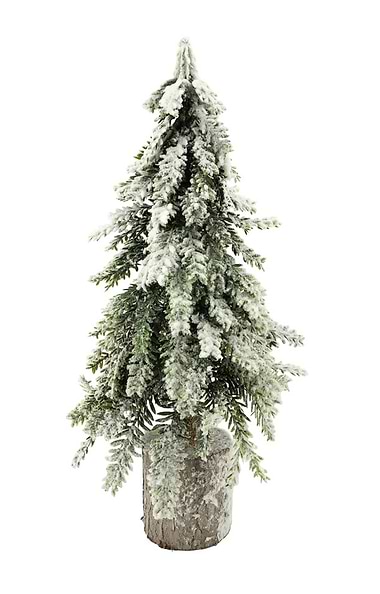 Weeping Spruce