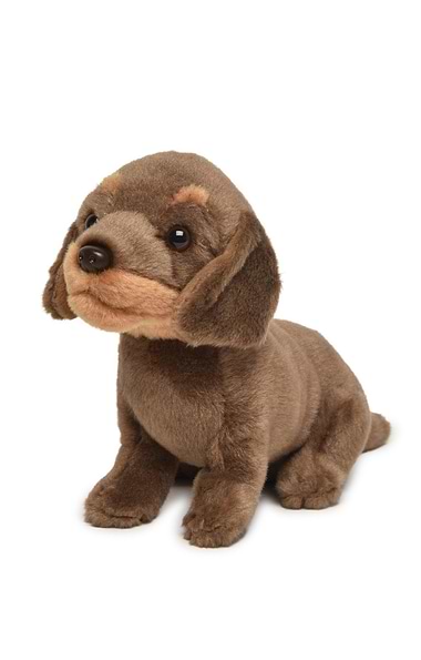 Dachshund Puppy
