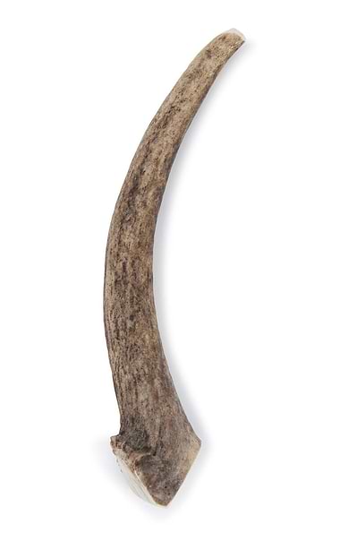 Antler Dog Chew