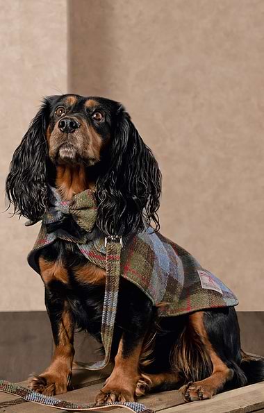 Harris Tweed® Dog Coat