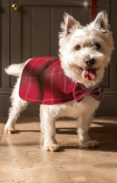 Harris Tweed® Dog Coat