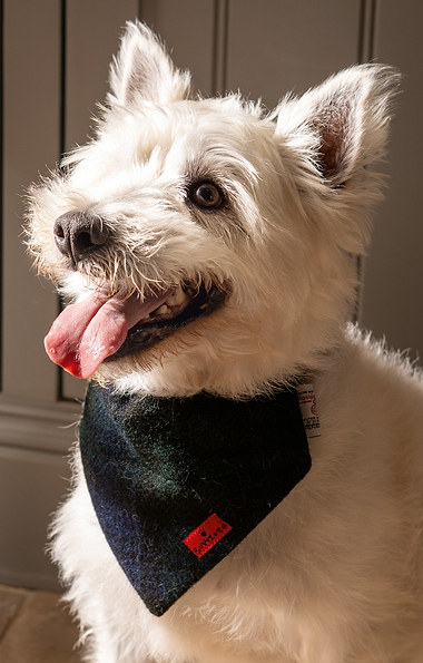 Harris Tweed® Dog Bandana