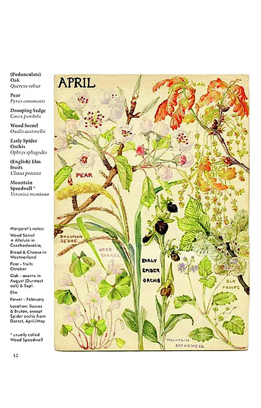 Wild Flowers of Britain by Margaret Erskine Wilson