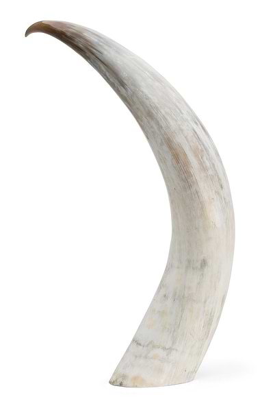 Cattle Horn