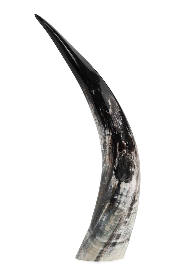 Cattle Horn