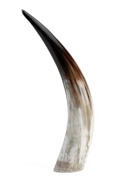Cattle Horn