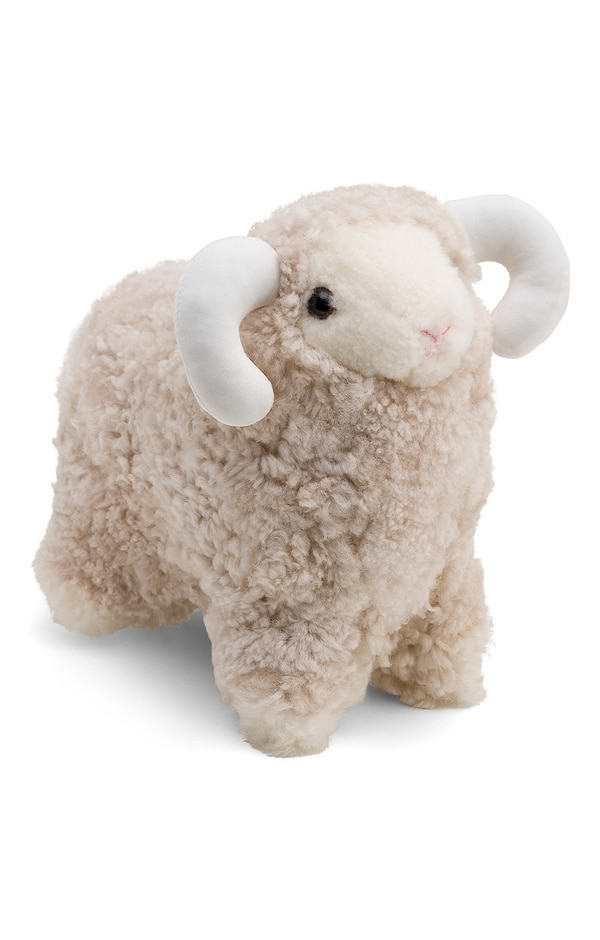 Curly Ulle Sheep