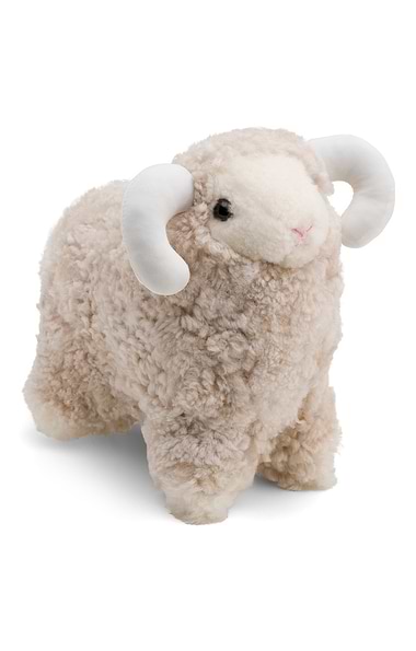 Curly Ulle Sheep