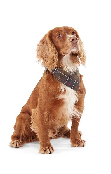 Barbour Dog Bandana