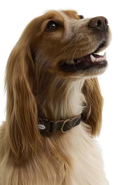 Barbour Tartan and Webbing Dog Collar