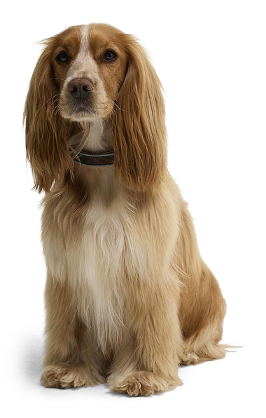 Barbour Reflective Tartan Dog Collar
