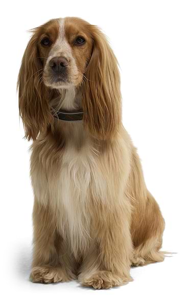 Barbour Reflective Tartan Dog Collar
