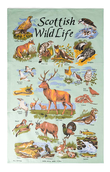 Scottish Pure Cotton Tea Towel