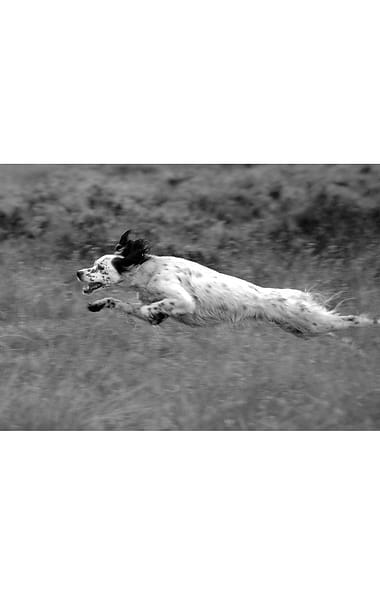 Glyn Satterley Mounted Print