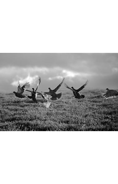 Glyn Satterley Mounted Print