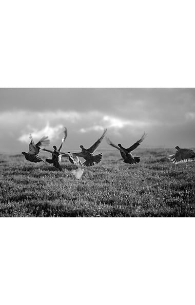 Glyn Satterley Mounted Print